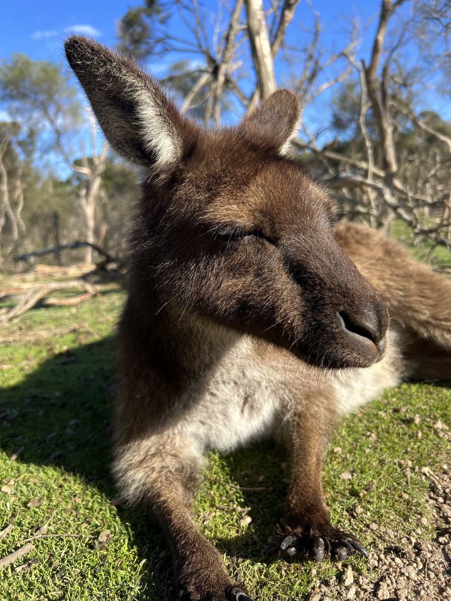 Phillip Island Wildlife Park Native Animal Encounters