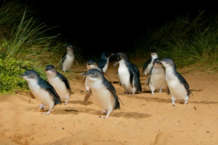 Penguin Parade - Penguins 2